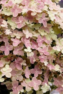 Early Evolution Hydrangea - 1 Gallon Pot 13 Early Evolution Hydrangea - 1 Gallon Pot -Wilson Bros Gardens Plant Sales Store hydrangea paniculata early evolution 4