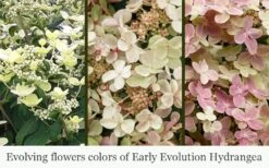 Early Evolution Hydrangea - 1 Gallon Pot 10 Early Evolution Hydrangea - 1 Gallon Pot -Wilson Bros Gardens Plant Sales Store hydrangea paniculata early evolution 5
