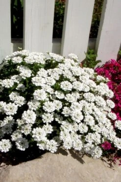 Alexander's White Candy Tuft (Iberis) - 1 Gallon Pot -Wilson Bros Gardens Plant Sales Store iberis sempervirens alexanders white 4