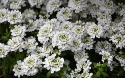 Alexander's White Candy Tuft (Iberis) - 1 Gallon Pot -Wilson Bros Gardens Plant Sales Store iberis sempervirens snowflake candytuft 1