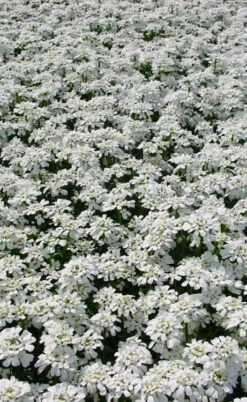 Alexander's White Candy Tuft (Iberis) - 1 Gallon Pot -Wilson Bros Gardens Plant Sales Store iberis sempervirens snowflake candytuft 3