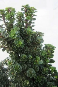 Dwarf Pagoda Japanese Holly - 1 Gallon Pot -Wilson Bros Gardens Plant Sales Store ilex crenata dwarf pagoda japanese holly 1