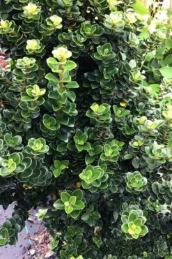 Dwarf Pagoda Japanese Holly - 1 Gallon Pot -Wilson Bros Gardens Plant Sales Store ilex crenata dwarf pagoda japanese holly 2