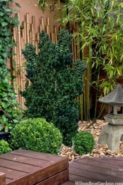 Dwarf Pagoda Japanese Holly - 1 Gallon Pot -Wilson Bros Gardens Plant Sales Store ilex crenata dwarf pagoda japanese holly 5