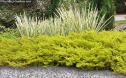 All Gold Golden Pacific Juniper - 1 Gallon Pot -Wilson Bros Gardens Plant Sales Store juniperus conferta all gold pacific shore juniper 21