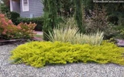 All Gold Golden Pacific Juniper - 1 Gallon Pot -Wilson Bros Gardens Plant Sales Store juniperus conferta all gold pacific shore juniper 22