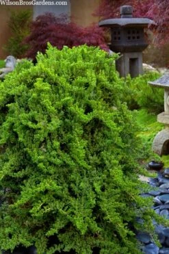Staked Green Mound Japanese Garden Juniper - 5 Gallon Pot 10 Staked Green Mound Japanese Garden Juniper - 5 Gallon Pot -Wilson Bros Gardens Plant Sales Store juniperus procumbens nana green mound japanese garden juniper staked topiary 1