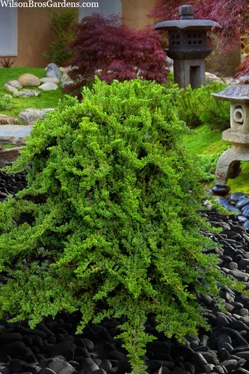 Staked Green Mound Japanese Garden Juniper - 5 Gallon Pot 4 Staked Green Mound Japanese Garden Juniper - 5 Gallon Pot - Image 4