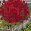 Miss Frances Red Crape Myrtle (Single Trunk Topiary Tree) - 7 Gallon Pot (5-6')