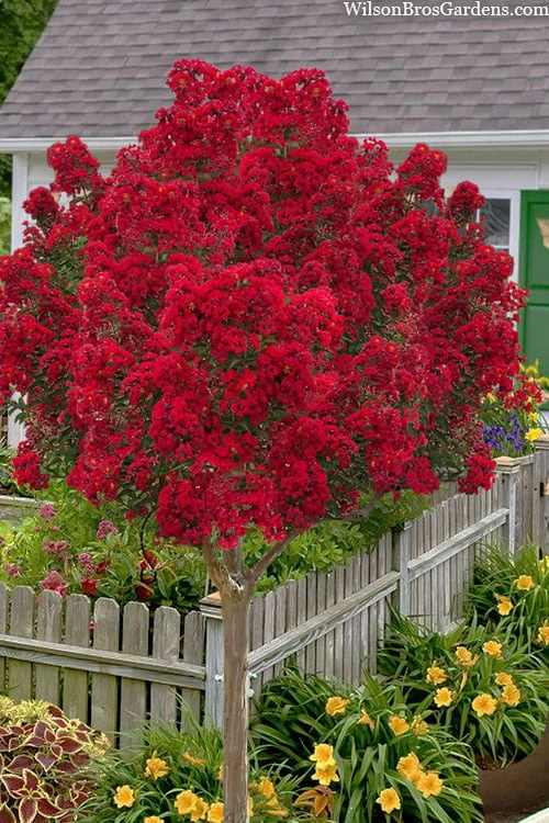 Miss Frances Red Crape Myrtle (Single Trunk Topiary Tree) - 5 Gallon Pot 1 Miss Frances Red Crape Myrtle (Single Trunk Topiary Tree) - 5 Gallon Pot