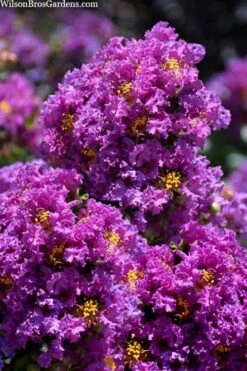 Purple Magic Crape Myrtle Tree (Multi Trunk) - 7 Gallon Pot 9 Purple Magic Crape Myrtle Tree (Multi Trunk) - 7 Gallon Pot -Wilson Bros Gardens Plant Sales Store lagerstroemia purple magic crape myrtle single trunk tree 5