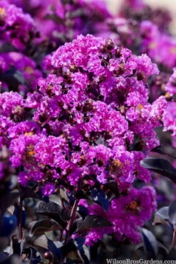 Black Diamond 'Purely Purple' Crape Myrtle Tree (Single Trunk) - 7 Gallon Pot 7 Black Diamond 'Purely Purple' Crape Myrtle Tree (Single Trunk) - 7 Gallon Pot -Wilson Bros Gardens Plant Sales Store lagestroemia indica purely purple black diamond crape myrtle 1