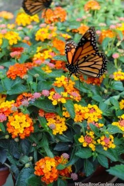 Sonset Hardy Lantana - 5 Pack Of Quart Pots 12 Sonset Hardy Lantana - 5 Pack Of Quart Pots -Wilson Bros Gardens Plant Sales Store lantana sonset 104