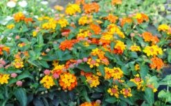 Sonset Hardy Lantana - 5 Pack Of Quart Pots 15 Sonset Hardy Lantana - 5 Pack Of Quart Pots -Wilson Bros Gardens Plant Sales Store lantana sonset 105