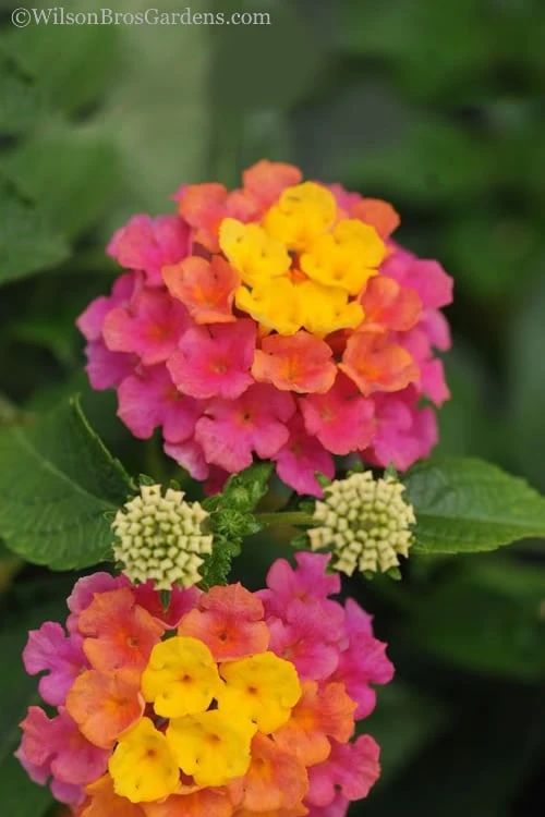 Sonset Hardy Lantana - 5 Pack Of Quart Pots 6 Sonset Hardy Lantana - 5 Pack Of Quart Pots - Image 6