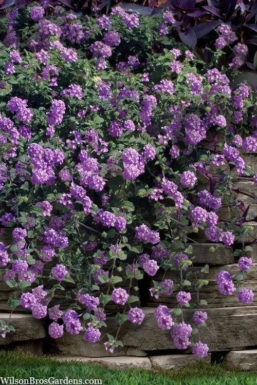 Trailing Lavender Lantana - 5 Pack Of Pint Pots 1 Trailing Lavender Lantana - 5 Pack Of Pint Pots