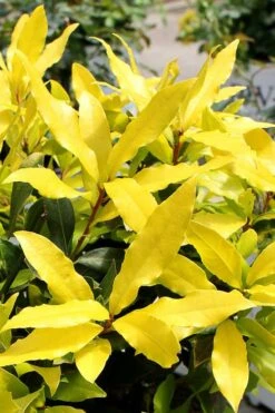 Sicilian Sunshine Sweet Bay Laurel (Laurus Nobilis) - 1 Gallon Pot -Wilson Bros Gardens Plant Sales Store laurus nobilis sicilian sunshine sweet bay laurel 2
