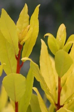 Sicilian Sunshine Sweet Bay Laurel (Laurus Nobilis) - 1 Gallon Pot -Wilson Bros Gardens Plant Sales Store laurus nobilis sicilian sunshine sweet bay laurel 5