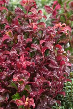 Twisting Red Leucothoe (Fetterbush) - 2 Gallon Pot