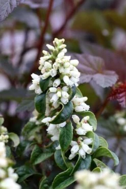 Twisting Red Leucothoe (Fetterbush) - 2 Gallon Pot 12 Twisting Red Leucothoe (Fetterbush) - 2 Gallon Pot -Wilson Bros Gardens Plant Sales Store leucothoe axillaris twisting red coastal dog hobble 5