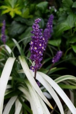 Okina Liriope (Frosted Monkey Grass) - 1 Gallon Pot 10 Okina Liriope (Frosted Monkey Grass) - 1 Gallon Pot -Wilson Bros Gardens Plant Sales Store liriope muscari okina lilyturf 4