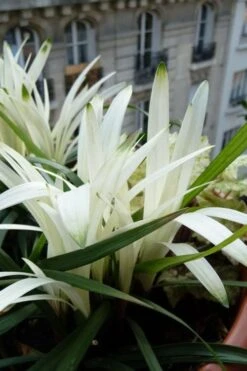 Okina Liriope (Frosted Monkey Grass) - 1 Gallon Pot 11 Okina Liriope (Frosted Monkey Grass) - 1 Gallon Pot -Wilson Bros Gardens Plant Sales Store liriope muscari okina lilyturf 5