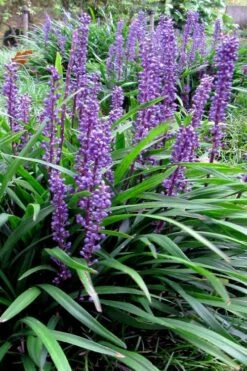 Royal Purple Liriope - Lilyturf - 18 Count Flats Of Pint Pots -Wilson Bros Gardens Plant Sales Store liriope muscari royal purple lilyturf 102