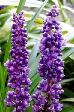 Royal Purple Liriope - Lilyturf - 18 Count Flats Of Pint Pots -Wilson Bros Gardens Plant Sales Store liriope muscari royal purple lilyturf 103