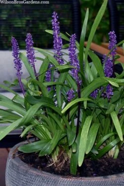 Royal Purple Liriope - Lilyturf - 18 Count Flats Of Pint Pots -Wilson Bros Gardens Plant Sales Store liriope muscari royal purple lilyturf 106