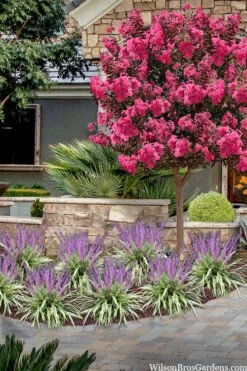 Variegated Liriope - Monkey Grass / Lilyturf - 6 Pack Of Pint Pots -Wilson Bros Gardens Plant Sales Store liriope muscari variegata variegated liriope lilyturf 2