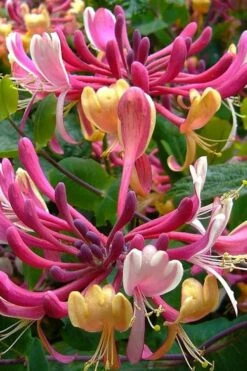 Serotina Fragrant Honeysuckle Vine - 1 Gallon Pot -Wilson Bros Gardens Plant Sales Store lonicera periclymenum serotina fragrant honeysuckle vine 4