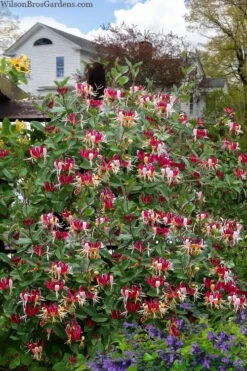 Serotina Fragrant Honeysuckle Vine - 1 Gallon Pot -Wilson Bros Gardens Plant Sales Store lonicera periclymenum serotina fragrant honeysuckle vine 8