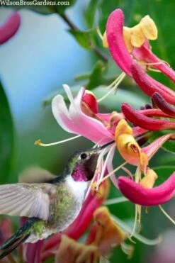 Serotina Fragrant Honeysuckle Vine - 1 Gallon Pot -Wilson Bros Gardens Plant Sales Store lonicera periclymenum serotina fragrant honeysuckle vine 9