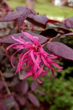 Zhuzhou Loropetalum (Chinese Fringeflower) - 3 Gallon Pot -Wilson Bros Gardens Plant Sales Store loropetalum chinense zhu zhou 101