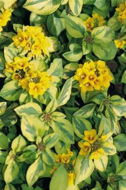 Waikiki Sunset Lysimachia - 5 Pack Of Quart Pots -Wilson Bros Gardens Plant Sales Store lysimachia