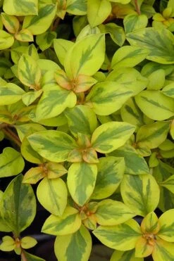 Waikiki Sunset Lysimachia - 5 Pack Of Quart Pots -Wilson Bros Gardens Plant Sales Store lysimachia waikiki sunset 3