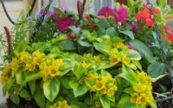 Waikiki Sunset Lysimachia - 5 Pack Of Quart Pots -Wilson Bros Gardens Plant Sales Store lysimachia waikiki sunset 5