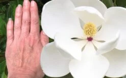 Edith Bogue Cold Hardy Evergreen Magnolia - 5 Gallon Pot -Wilson Bros Gardens Plant Sales Store magnolia edith bogue 3