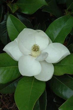 Edith Bogue Cold Hardy Evergreen Magnolia - 5 Gallon Pot -Wilson Bros Gardens Plant Sales Store magnolia edith bogue 5