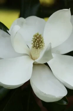 Edith Bogue Cold Hardy Evergreen Magnolia - 5 Gallon Pot -Wilson Bros Gardens Plant Sales Store magnolia edith bogue 6 1