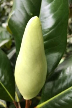 Edith Bogue Cold Hardy Evergreen Magnolia - 5 Gallon Pot -Wilson Bros Gardens Plant Sales Store magnolia edith bogue bud 1