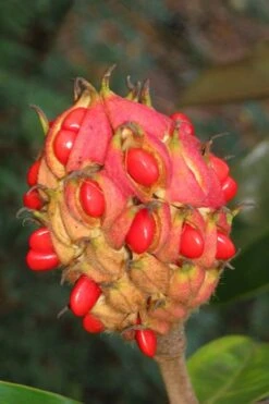 Edith Bogue Cold Hardy Evergreen Magnolia - 5 Gallon Pot -Wilson Bros Gardens Plant Sales Store magnolia edith bogue fruit 1