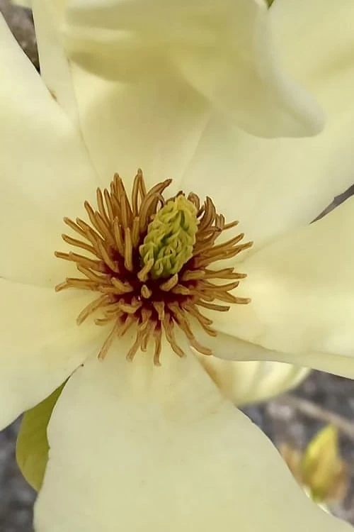 Elizabeth Magnolia (Tulip Tree) - 5 Gallon Pot 6 Elizabeth Magnolia (Tulip Tree) - 5 Gallon Pot - Image 6