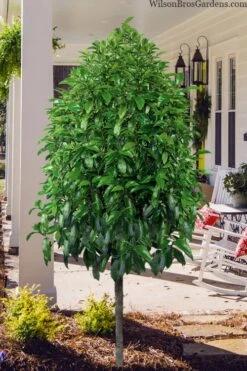 Stellar Ruby Magnolia Single Trunk Tree (Banana Shrub Hybrid) - 7 Gallon Pot (4-5') -Wilson Bros Gardens Plant Sales Store magnolia stellar ruby single trunk tree form 1