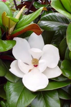New Release 13 Teddy Bear Dwarf Southern Magnolia - 7 Gallon Pot (3-4')