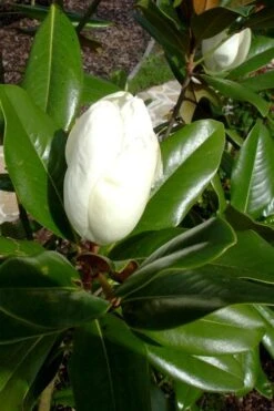 Victoria Cold Hardy Evergreen Magnolia - 7 Gallon Pot (3-4') -Wilson Bros Gardens Plant Sales Store magnolia victoria 8
