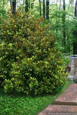 Victoria Cold Hardy Evergreen Magnolia - 7 Gallon Pot (3-4') -Wilson Bros Gardens Plant Sales Store magnolia victoria 9