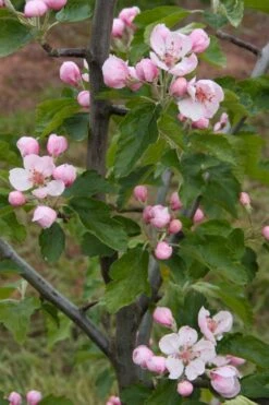 American Sweet Crabapple Tree (Malus Coronaria) - 1 Gallon Pot -Wilson Bros Gardens Plant Sales Store malus coronaria american sweet crabapple 2