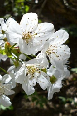 American Sweet Crabapple Tree (Malus Coronaria) - 1 Gallon Pot -Wilson Bros Gardens Plant Sales Store malus coronaria american sweet crabapple 3