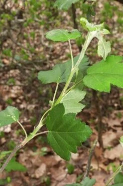 American Sweet Crabapple Tree (Malus Coronaria) - 1 Gallon Pot -Wilson Bros Gardens Plant Sales Store malus coronaria american sweet crabapple 5